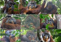 Así se curó solito un orangután: usó las hojas de una planta trepadora