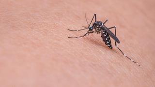 Mosquitos ayudan a identificar a ladrón y permiten resolver un caso de robo en China