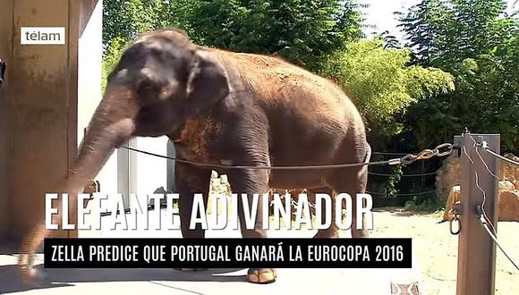 Eurocopa 2016: Elefante pronostica que Portugal será el campeón [VIDEO]