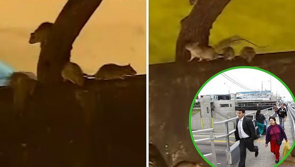 Ratas causan terror en puente de la estación Canadá del Metropolitano (VIDEO)