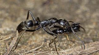 Hormigas socorren y curan a sus semejantes de heridas en batalla 