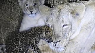 ​Leona adopta a leopardo y lo cuida como su hijo, pero este muere