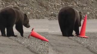 Oso levanta cono de seguridad derribado, lo pone en su sitio y prosigue su camino