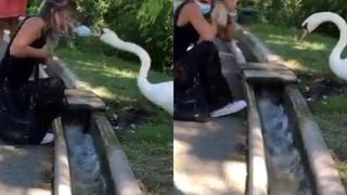 Cisne “enloquece” al ver a mujer con la mascarilla mal puesta y se la acomoda a picotazos