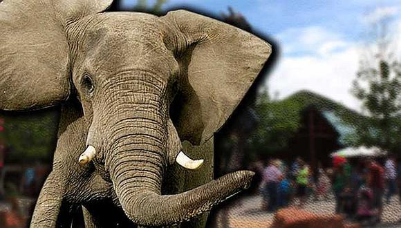 Muere en zoológico por ataque de elefante que no quería bañarse