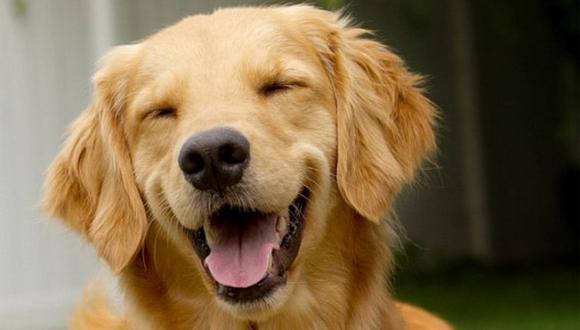 Perro causa la risa de los cibernautas por peculiar forma de dormir 