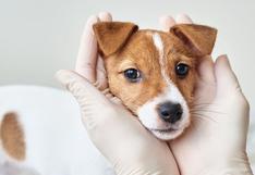 Parvovirus y distemper: ¿Cómo se puede proteger a las mascotas de estos males?