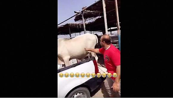 YouTube: Esto pasa cuando intentas hacerle cosquillas a una vaca [VIDEO] 