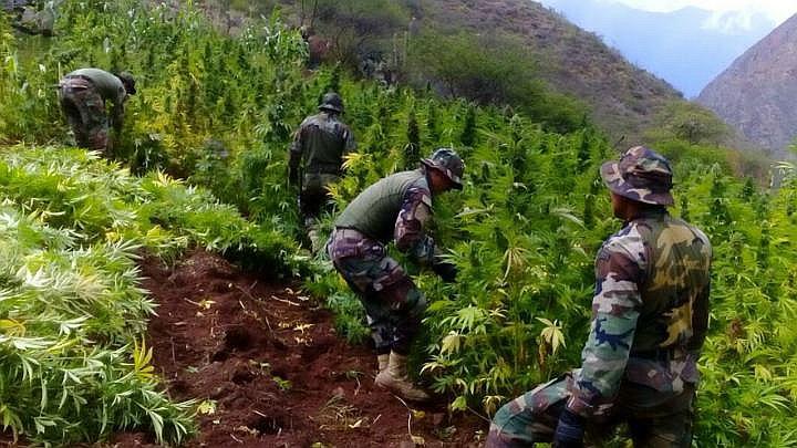 Policía destruye 8 mil plantones de marihuana en el VRAEM que iban a ser enviados a Lima