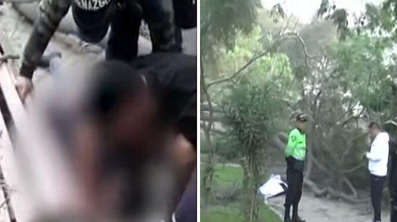 Hombre muere aplastado por árbol cuando dormía en banca de un parque | VIDEO