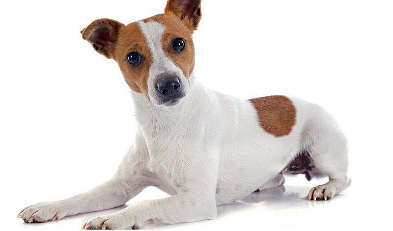 3 razones para no darle chocolate a tu perro