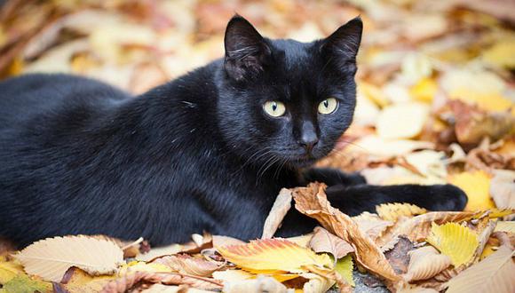 ¿Qué significa soñar con un gato negro?