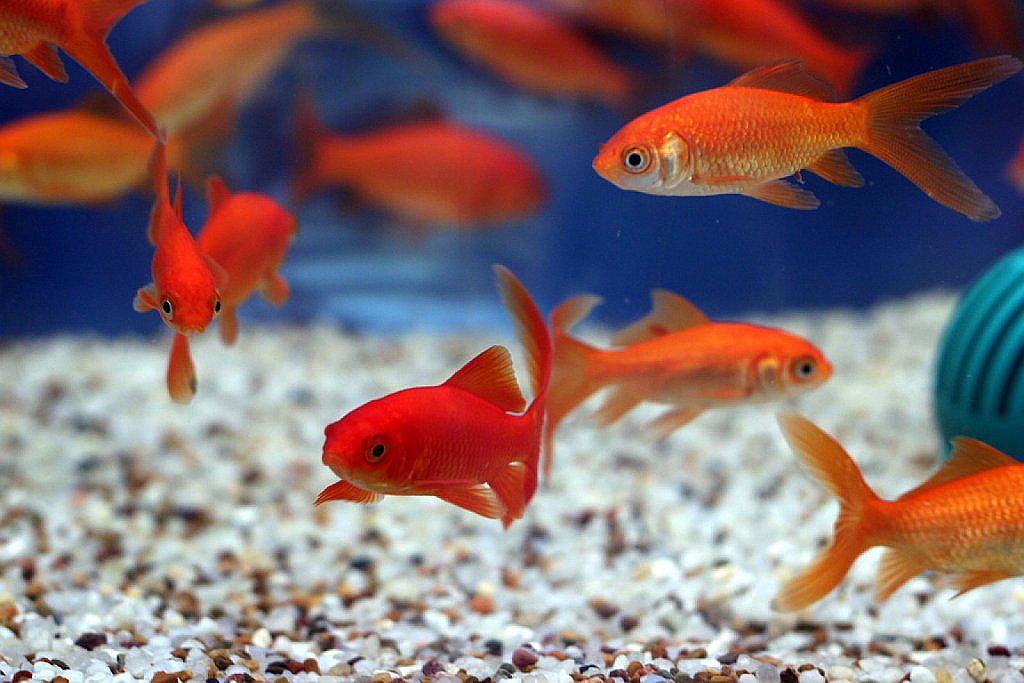 Peces hembra se vuelven machos con elevación de temperatura