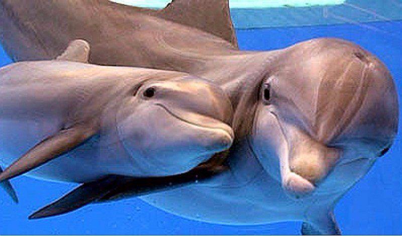 Ternura de delfines: cantan a su bebés cuando están en el útero 