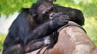 Mamá chimpancé se reencuentra con su bebé y el emotivo momento se hace viral