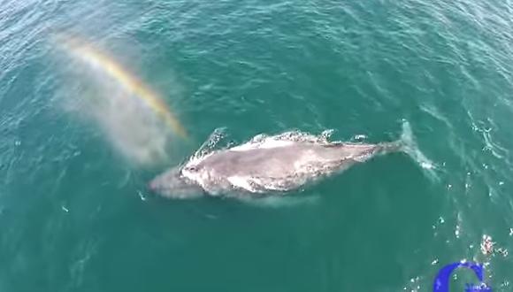 Drone capta momento en que ballena sopla un arcoiris [VIDEO]