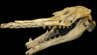 Egipto: Descubren nuevos fósiles de ballenas de hace 40 millones de años 