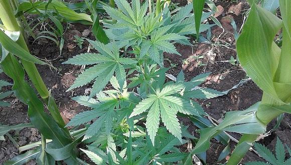 Chincha: hallan 16 mil plantones de marihuana y son erradicados por completo