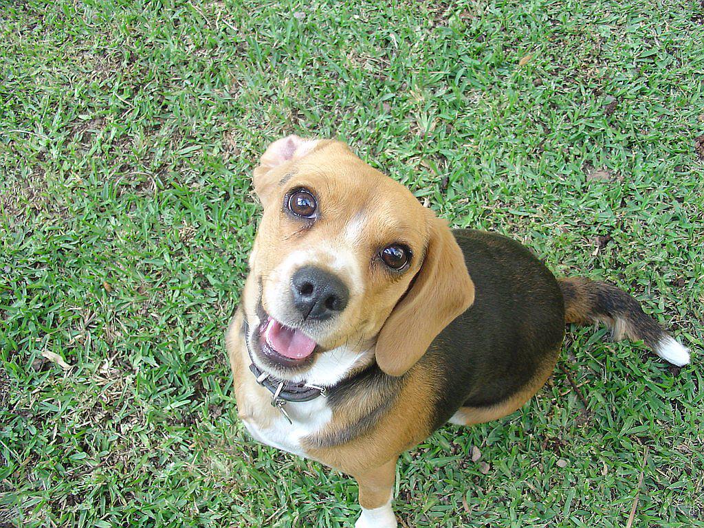 ​Ciencia nos dice cómo perros nos dominan e hipnotizan con sus miradas │ VIDEO