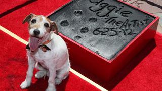 Uggie, el perro de 'The Artist', murió por cáncer 