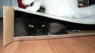 3 razones por las que los gatos se esconden con facilidad