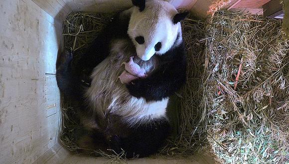 Austria: ​Panda del zoo de Viena tuvo gemelos y enternece las redes sociales 