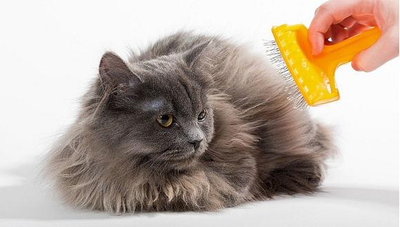 Gatos: 3 mitos sobre el pelaje de los felinos 