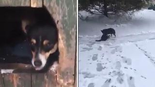 Gatito casi muere congelado por la nieve, pero perrito lo rescata (VIDEO)