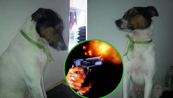 Muere Pirata, perro que fue baleado por delincuentes al defender a vecinos