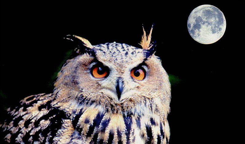 OMG! ¿Qué significa soñar con búhos y lechuzas?