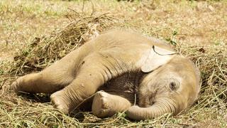 El momento en que un elefante bebé hace un ‘berrinche’ al lado de una vía 