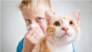 5 claves para prevenir la alergia por tener una mascotas