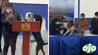 Perritos interrumpen discurso municipal en Chancay