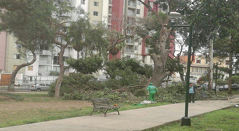 Jesús María: vecinos reprochan tala de árboles 
