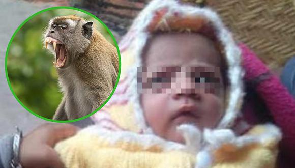 Mono secuestra y asesina a bebé recién nacida