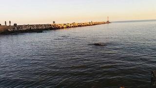 Ballena encallada en Montevideo "probablemente" morirá "en unos días" 