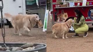 ‘Lily’, la tierna mesera canina de un food truck especializado en comida para perros