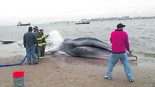 Hallan ballena varada en Chiclayo
