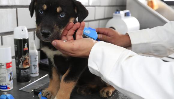 Un cachorro canino es atendido por un veterinario en un hotel para perros y gatos inaugurado hoy, en la Ciudad de México (México). (Foto: EFE/Mario Guzmán)