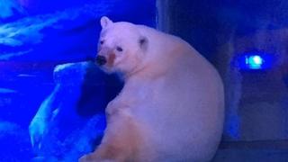 ¿Ya conoces al oso polar más triste del mundo? Hoy fue trasladado a... (VIDEO)