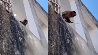 Brasil: mono causó disturbios, se robó comida y amenazó con cuchillo [VIDEO]