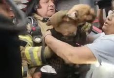 Perro logró ser rescatado por los bomberos durante incendio en centro comercial 