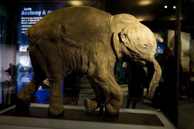 Exponen cría de mamut de la Edad de Hielo