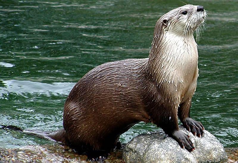 Descubren una nutria prehistórica gigante que medía dos metros 