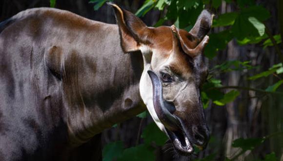 El okapi es uno de los animales más antiguos del planeta y en la actualidad solo hay 25 mil ejemplares en estado salvaje. |Foto: Pexels