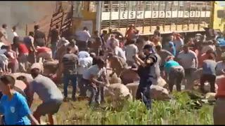Argentinos se robaron los cerdos de un camión que volcó en la carretera [VIDEO]