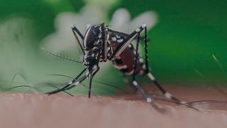 4 repelentes caseros para mantener moscas y mosquitos alejados de tu hogar