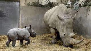 Reina Isabel II recibe homenaje y rinoceronte blanco recién nacido se llama Queenie | VIDEO