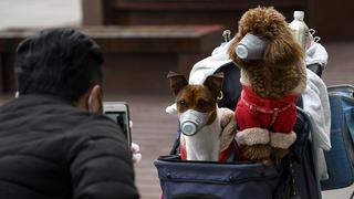 Mascotas de infectados por coronavirus también estarán en cuarentena en Hong Kong 