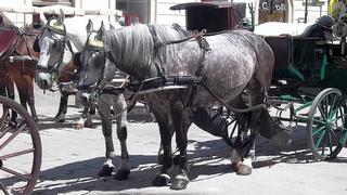Coches de caballos son retirados de calles por altas temperaturas (VIDEO)